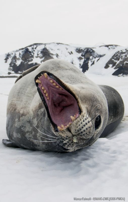 Yawn savage - Terra Nova Bay - Antarctica by Marco Faimali (ismar-Cnr) 