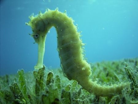 Sea Horse in Sea Grass (site in Egypt but not mentioned h... by Jeffrey Ott 