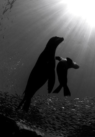 Lets Play! Sealions in the Sea of Cortez, Mexico
D2x by Rand McMeins 