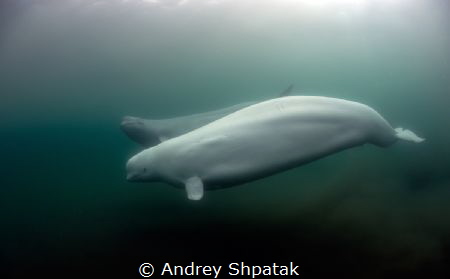 Wild polar whale (beluha)- mother(white color)+child(grey... by Andrey Shpatak 