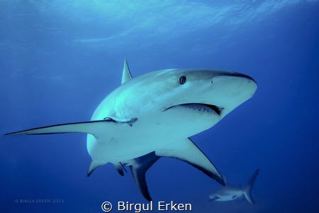 Carabian Sharks by Birgul Erken 