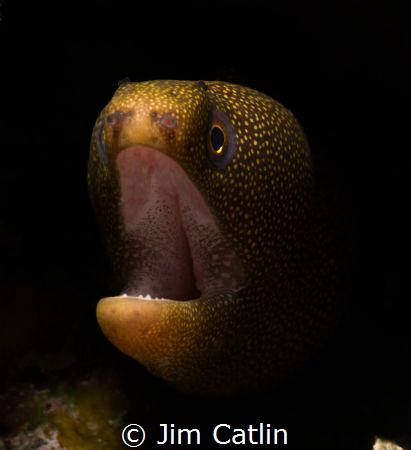 Starry Moray eel by Jim Catlin 