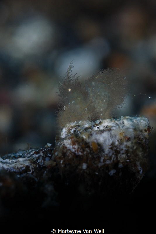 A very small hairy shrimp with eggs in Lembeh. Taken with... by Marteyne Van Well 