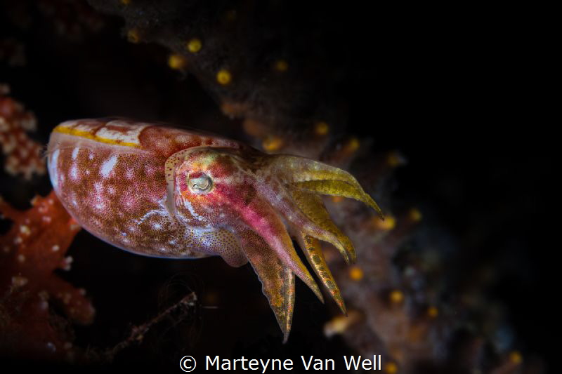 A pygmy cuttlefish at Nudi Falls in Lembeh taken with Can... by Marteyne Van Well 