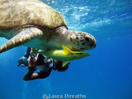 Green turtle (Chelonia mydas) accompanied by remora and s... by Laura Dinraths 