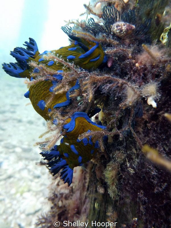 Nudibranchs "courting" on a post under Portsea pier. Take... by Shelley Hooper 