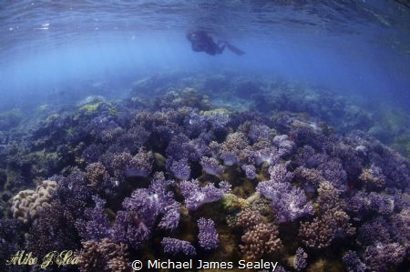 Shallow soft coral off the Island of Caqalai. by Michael James Sealey 