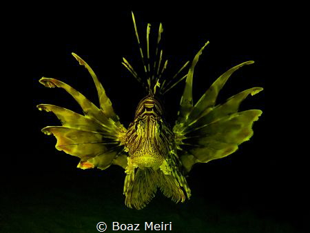 "Golden Lionfish" by Boaz Meiri 