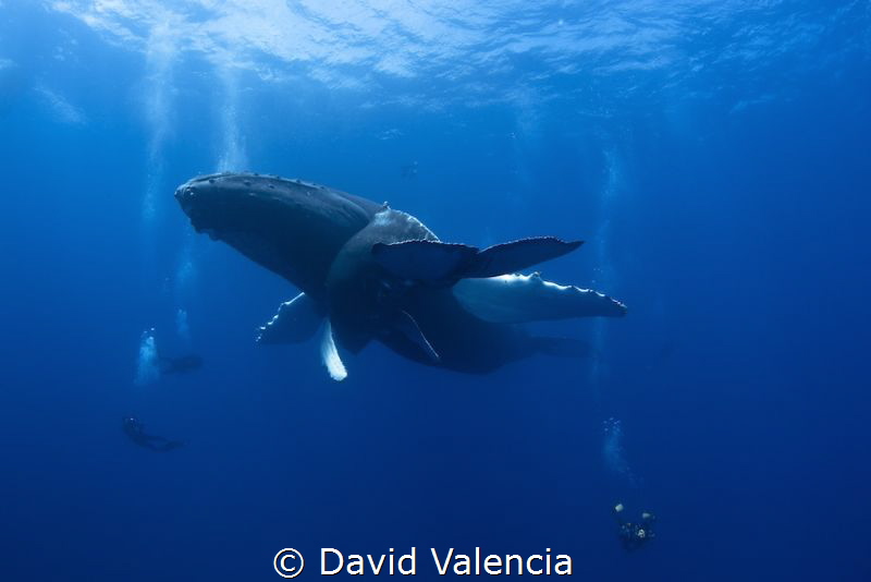 The Best Safety Stop ever! Momma and Baby humpback Whales... by David Valencia 