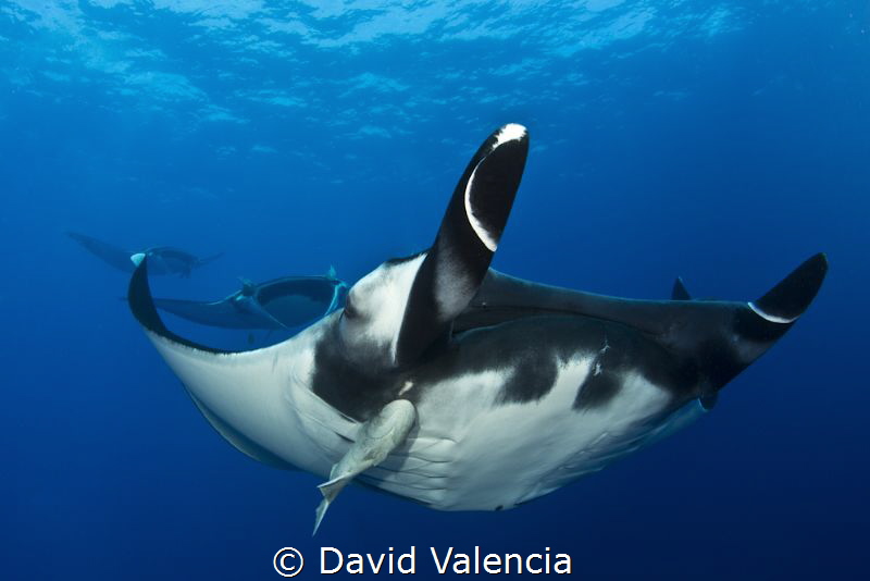 A rare squadron of Giant Pacific Manta Rays. These giants... by David Valencia 