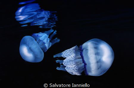 Pair of jellyfish by Salvatore Ianniello 