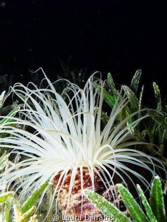 A tube-dwelling anemone in seagrass by Laura Dinraths 