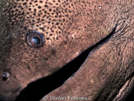 Smile! It's the weekend. Giant Moray Eel - Gymnothorax ja... by Stefan Follows 