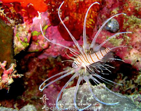juvenile lionfish - only about 5 cm 
Bohol - Philippines by Claudia Weber-Gebert 