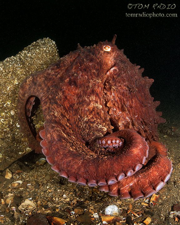 Giant Pacific Octopus
Seattle, WA, U.S.A. by Tom Radio 