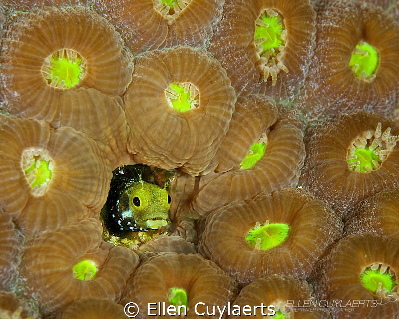 Secretary blenny matches colours with Star Coral by Ellen Cuylaerts 