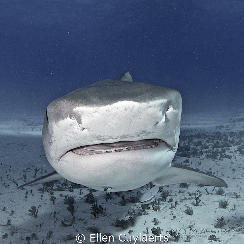 Really lost my heart to Tiger Sharks....all sharks in fac... by Ellen Cuylaerts 