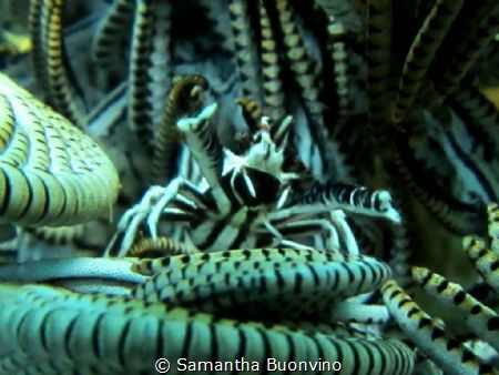Squat lobster (crinoid crab) directing his orchestra. Mus... by Samantha Buonvino 