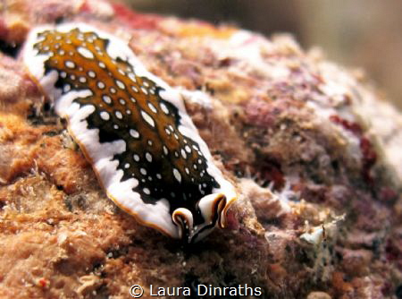 Unidentified pseudoceros flatworm on a rock by Laura Dinraths 