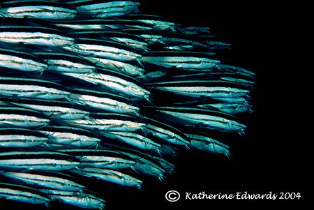 A school of juvenile stripy catfish patrolling their reef... by Katherine Edwards 