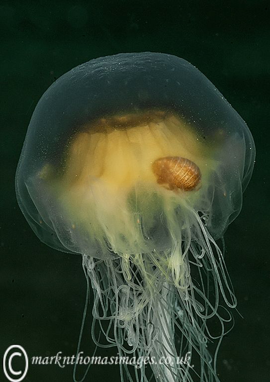 Jellyfish off Criccieth beach, N. Wales. by Mark Thomas 