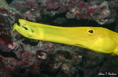 Trumpetfish in bright yellow phase. They ambush their pre... by Glenn Poulain 