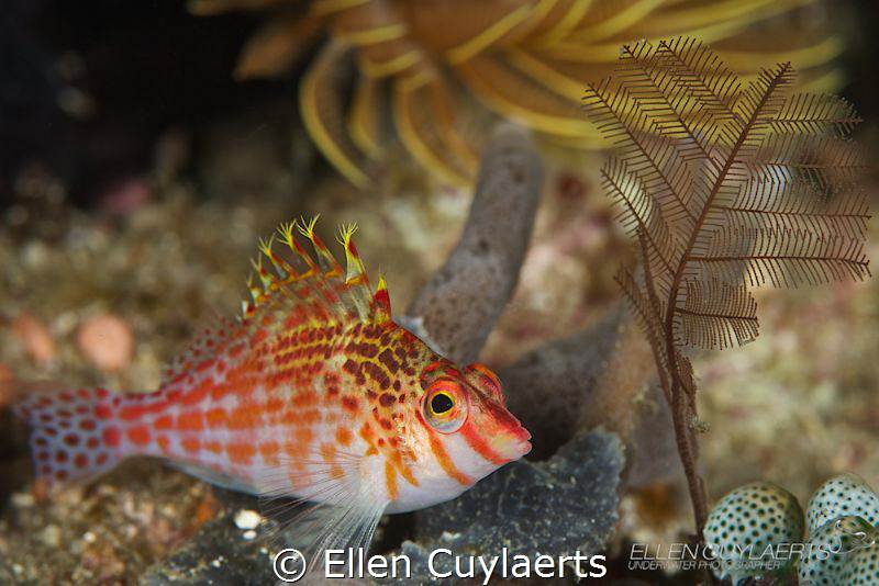 Dwarf hawkfish, resting. Looks like a scene on a tropical... by Ellen Cuylaerts 