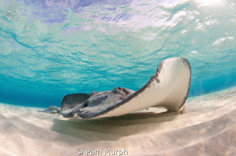 "Scar"  /  This sting ray is a regular at the sandbar in ... by Pam Murph 