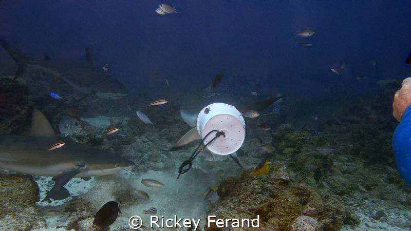 Feeding Frenzy on Shark Dive - Roatan by Rickey Ferand 