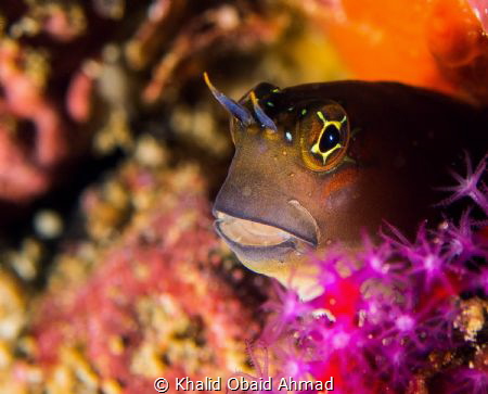 Goby give you a chance to get best shot but sometime he h... by Khalid Obaid Ahmad 