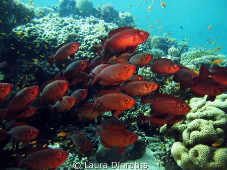 Shoal of common bigeyes under a table coral by Laura Dinraths 