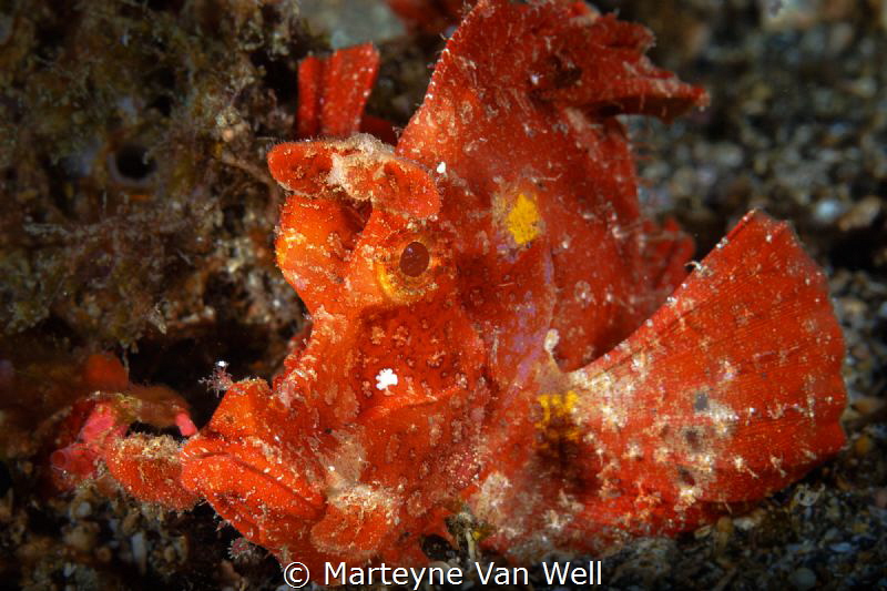 A Rhinopia at Nudi Falls in Lembeh taken with a Canon EOS... by Marteyne Van Well 