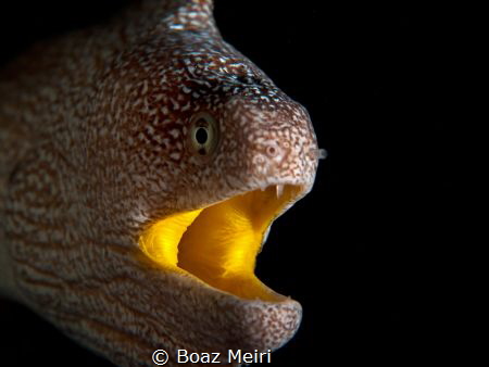 Yellow-Mouth Eel by Boaz Meiri 