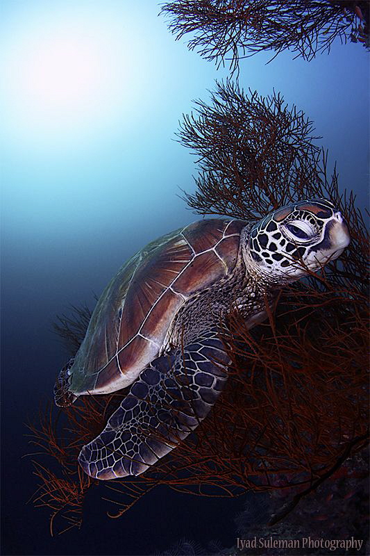 Lovely turtle by Iyad Suleyman 