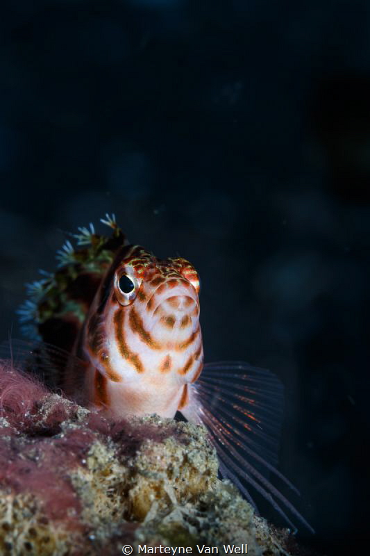 Fish with Attitude. Taken at Dive Site Hairball I with Ca... by Marteyne Van Well 