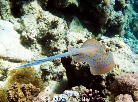 Blue spotted stingray swimming away by Laura Dinraths 