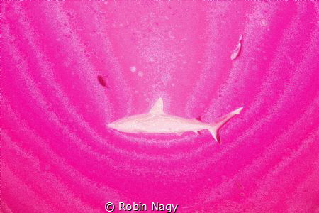 Grey Reef Shark, Carcharhinus amblyrhynchos "wheeleri". I... by Robin Nagy 