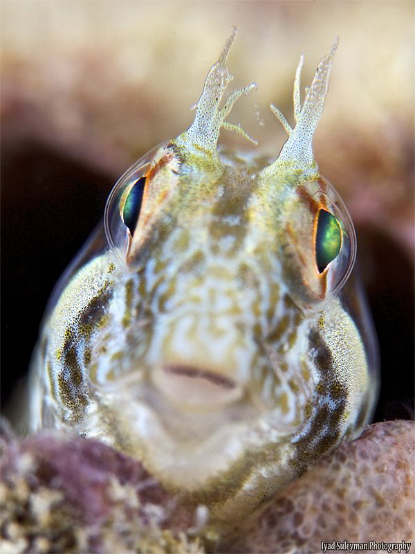 Blenny Portrait
This shot was the last shot from my last... by Iyad Suleyman 