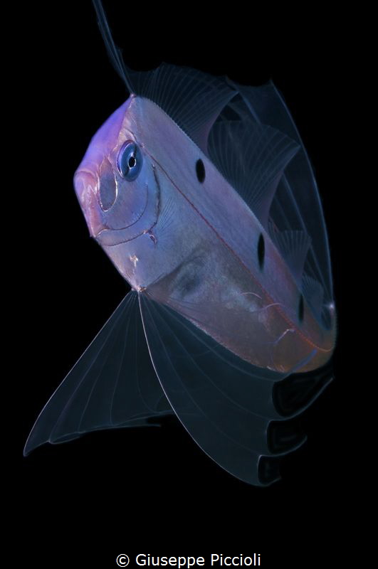 Third image of the ribbonfish by Giuseppe Piccioli 
