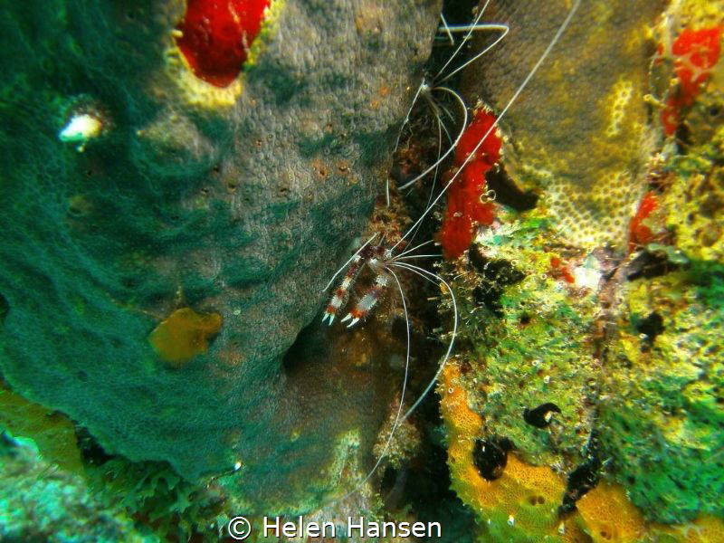 Banded Cleaner Shrimp by Helen Hansen 