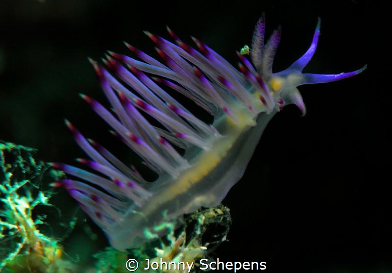 Flabellina reaching out to the "unknown". Nikon D 200 wit... by Johnny Schepens 