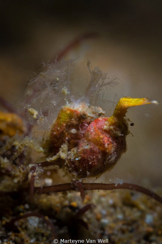 Believe it to be a needle finger shrimp but would welcome... by Marteyne Van Well 