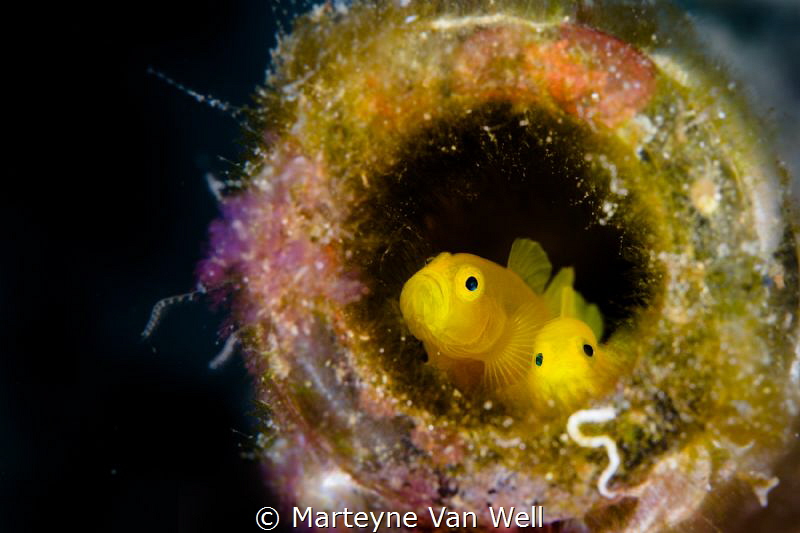 Two yellow pygmy gobies in a bottle at dive site Tandurus... by Marteyne Van Well 
