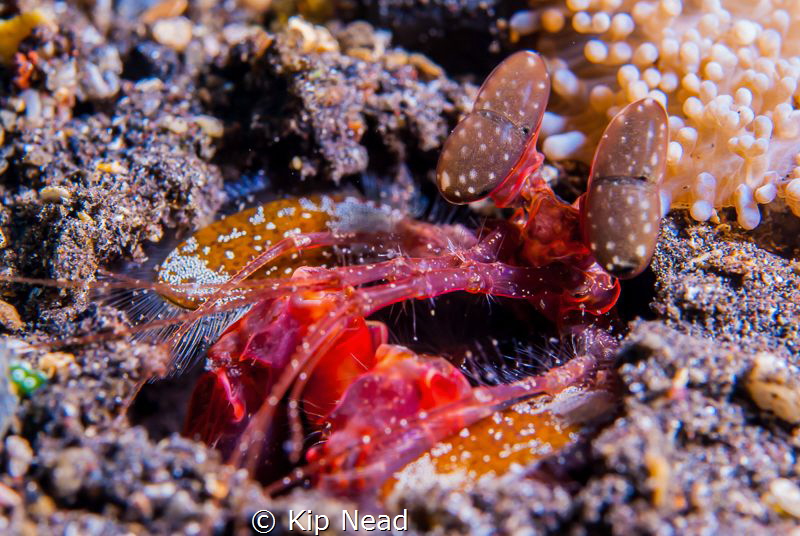 I'd never found a mantis shrimp this color before, and it... by Kip Nead 