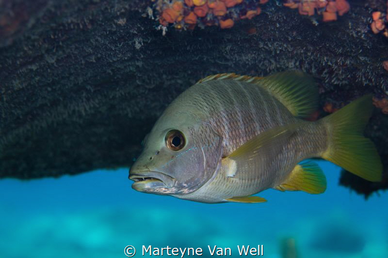 A snapper posing for the camera while hiding under the je... by Marteyne Van Well 