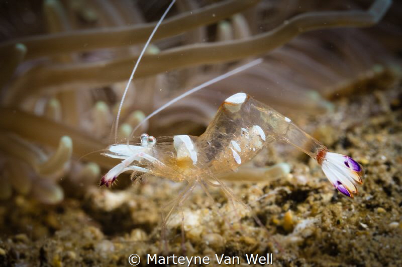 A magnificent partner shrimp with eggs with little eyes v... by Marteyne Van Well 