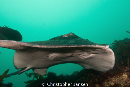 Smooth Stingray, (One of the largest stingrays in the wor... by Christopher Jansen 
