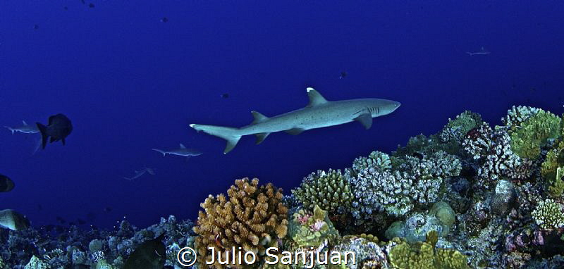 Shark by Julio Sanjuan 