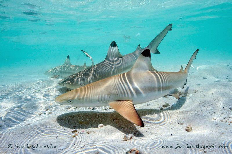 Blacktip reef baby sharks; Nikon D3, Zoom f2.8/14-24 mm, ... by Frank Schneider 