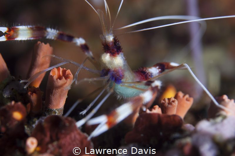 Banded shrimp carrying her eggs by Lawrence Davis 